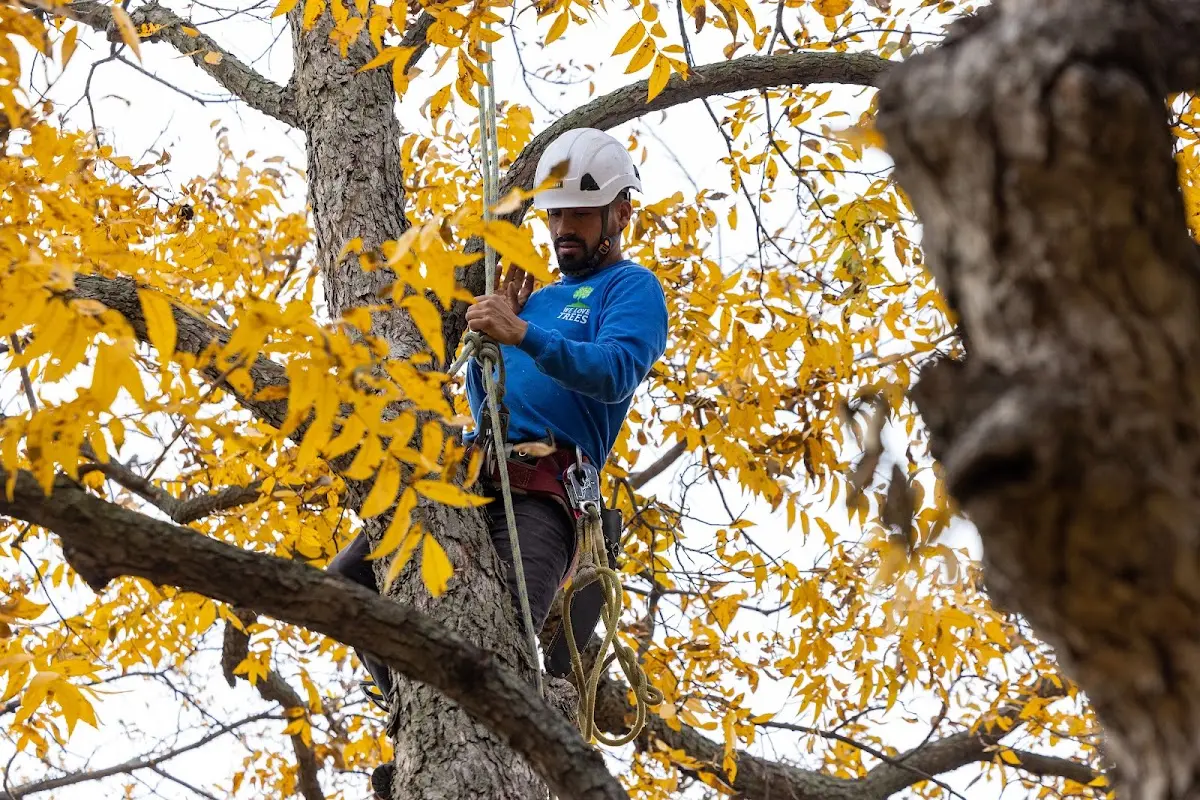 Skilled Tree Planing crew working in Montrose